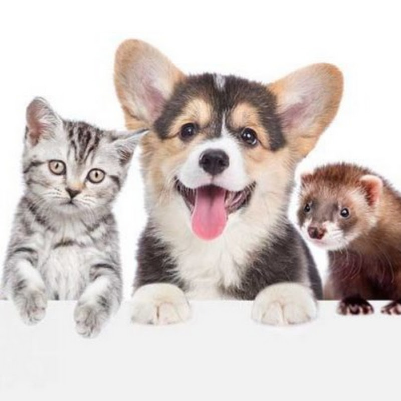 MIS AMIGOS LOS ANIMALES
