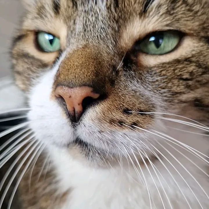 MyCats Buddy🪽&Jacky