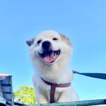 Nowie Tisoy 🐾