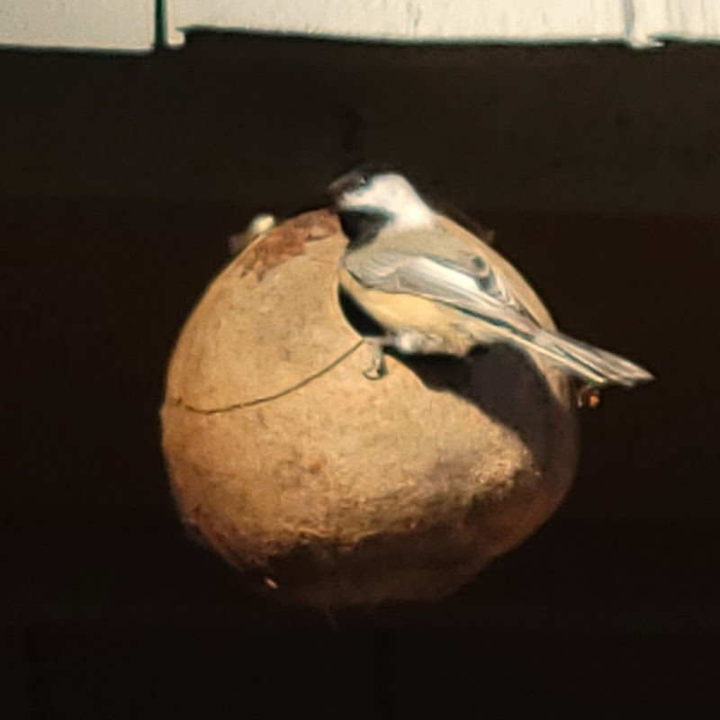 Bottle gourd bird feeder 