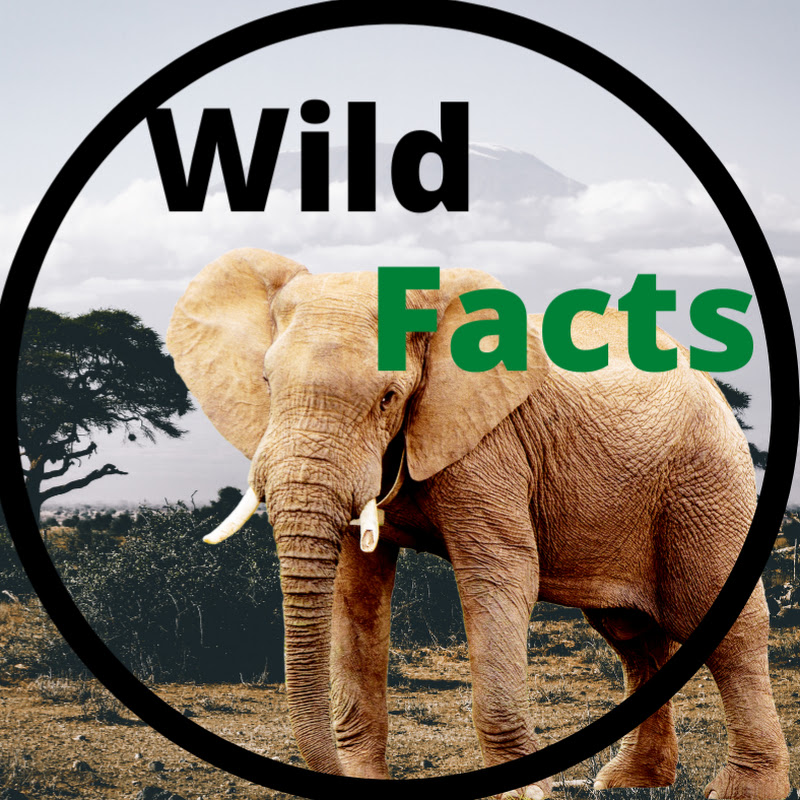  Wild Facts