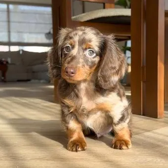 Cody_the_dachshund