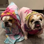 BulldogBuddies