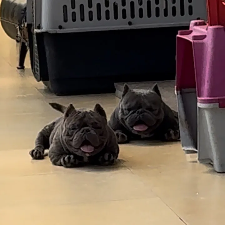 61 exotic bully