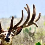 Rancho San Gabriel Uma