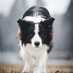 🐶 Danellia Border Collie