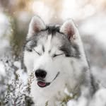 Tsuki ☾ Siberian Husky