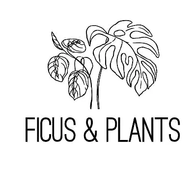 Ficus and plants LLC