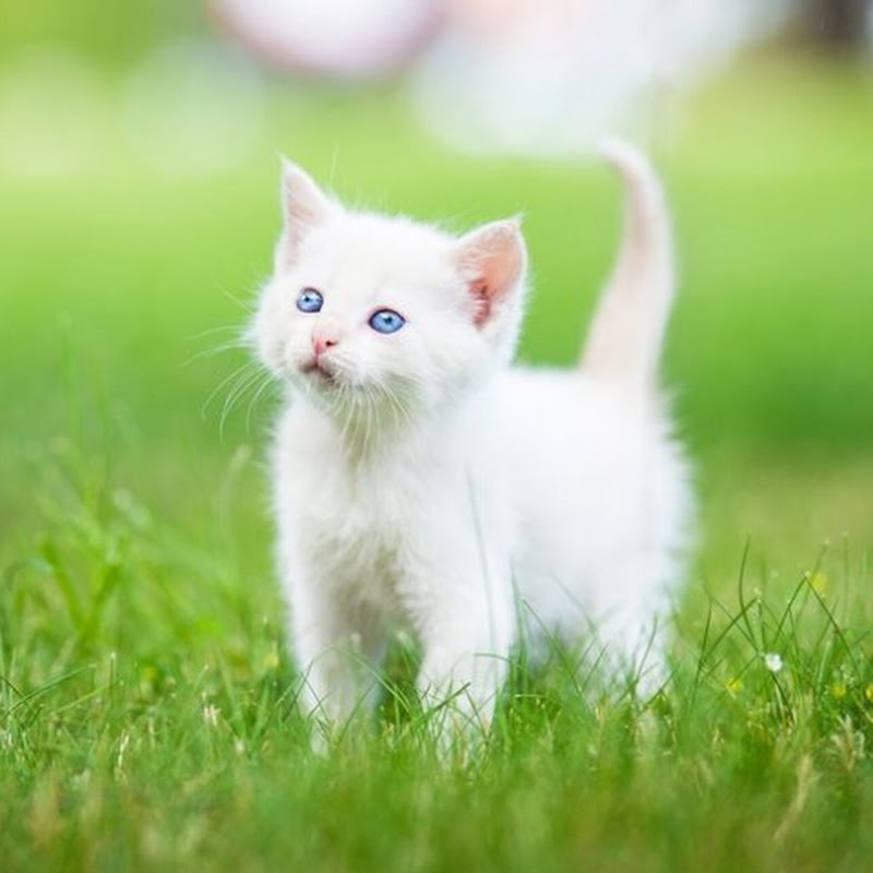 Pets Lover 