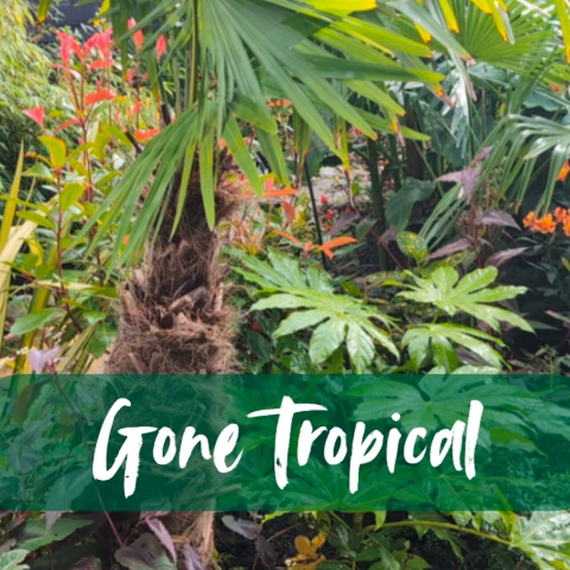 Gone Tropical 