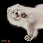 ❄️Snowie the Samoyed (Snowbrook Party On)