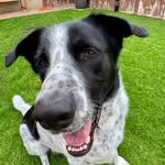 Kilo the Cattle Dog