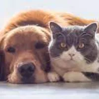 Funny Pets