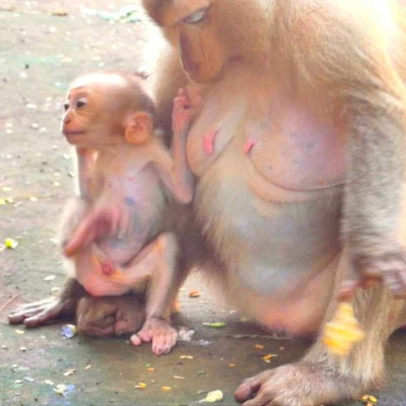 Baby Monkey Lover