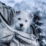 Mountain Adventure Dog