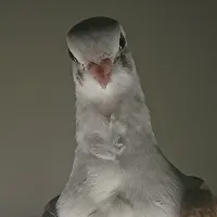 Sophie The Pigeon
