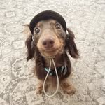 Dachshund