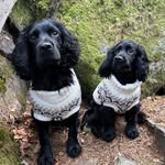 Fuzz&Fibi - working cockers