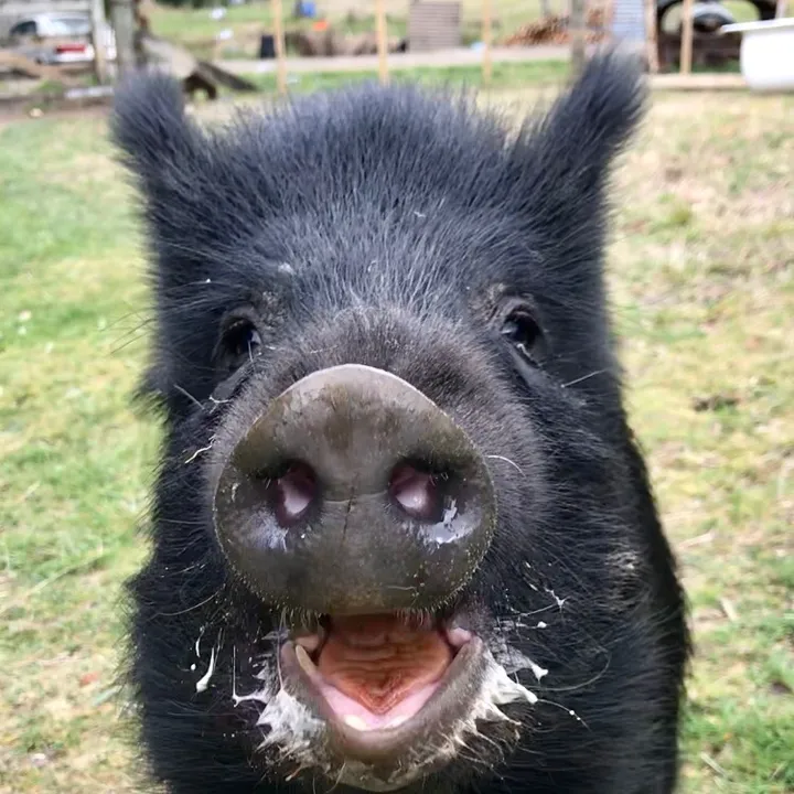 Tinklethepiggy