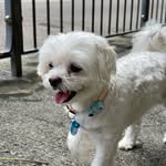 Coby The Little Boss