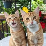 Bean & Tofu 🐱🐾🐱