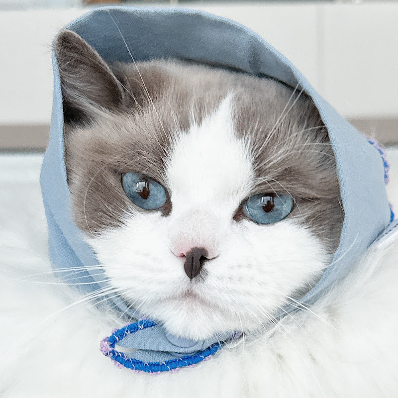 랙돌국수🍜 ragdoll guksu