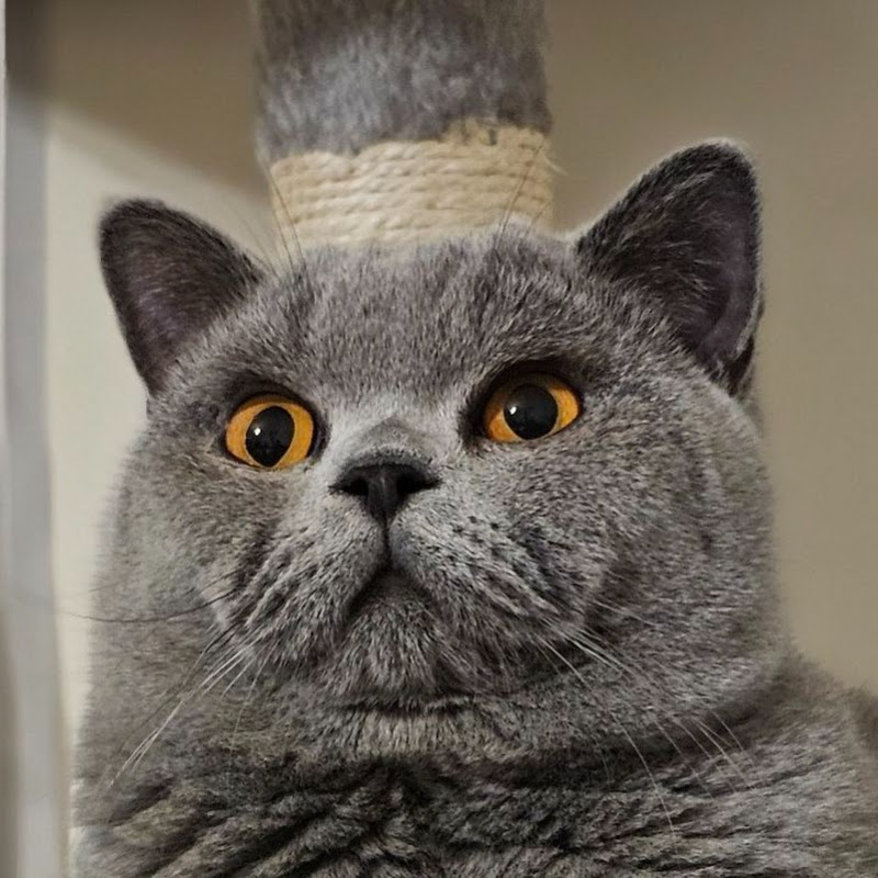Sounds for Cats