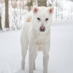 Vuorenvarman Taivas Lyö Tulta