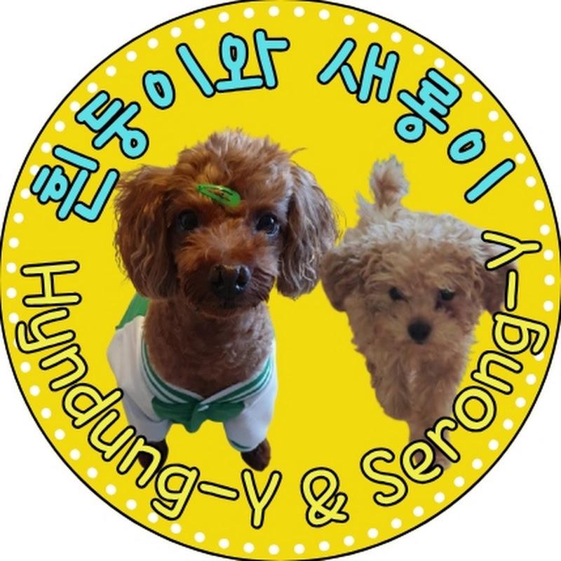 흰둥이와 새롱이🐾갈색푸들강아지