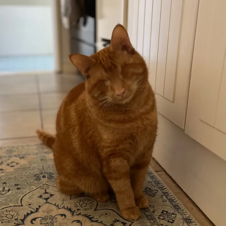 Chip the Blind Cat