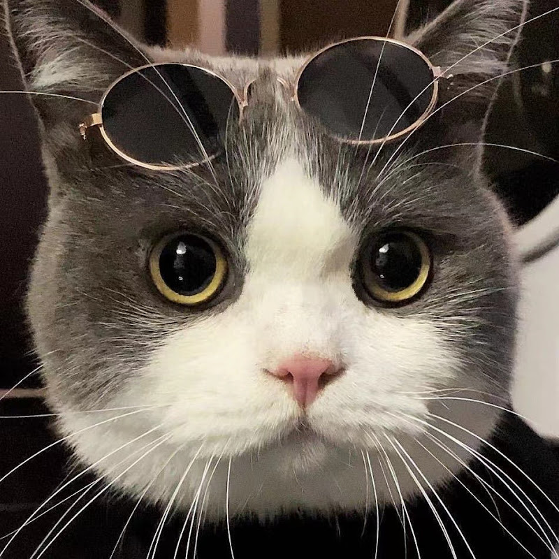 電電的小日子 Cat life