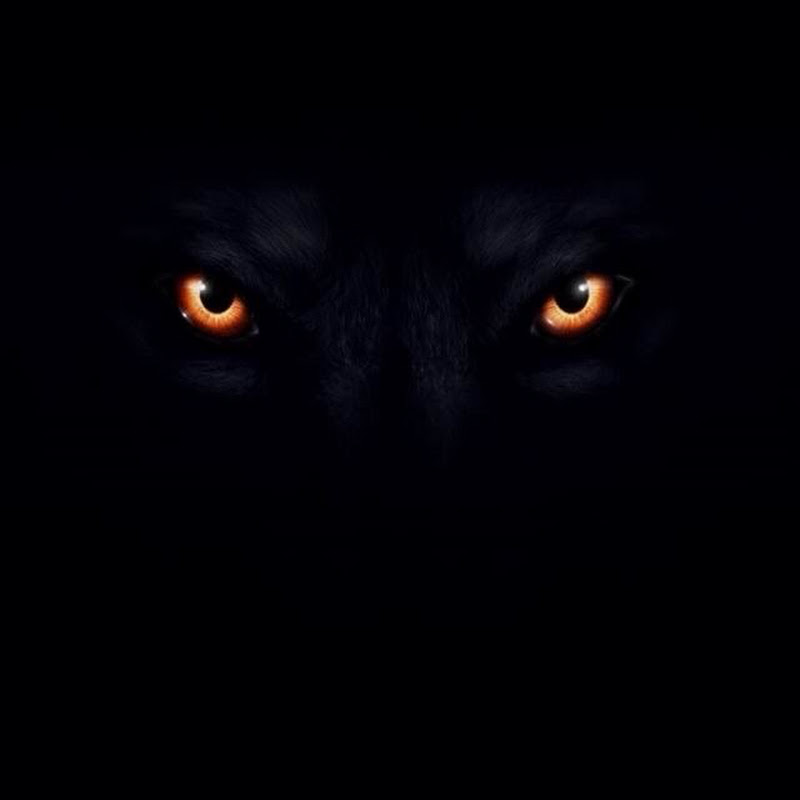 Wild eyes🗺️