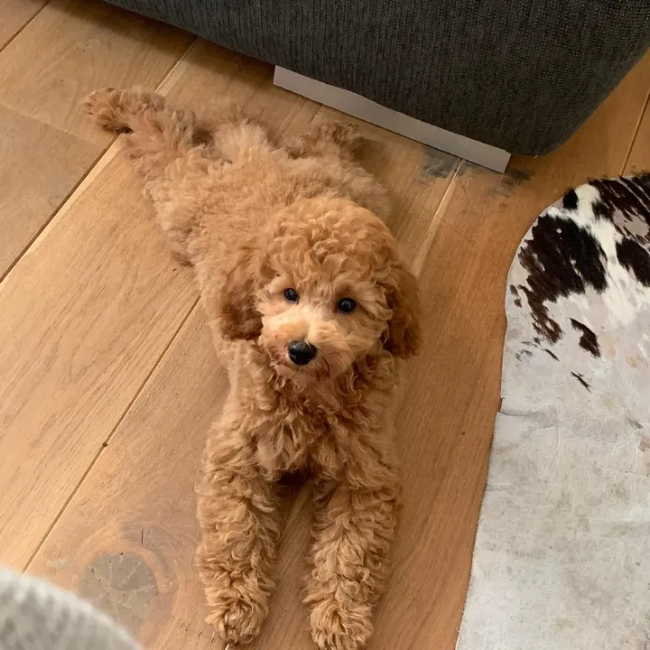 toypoodle.vito
