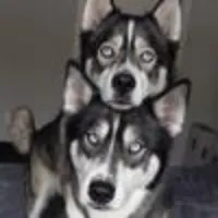 bluessouthernpack
