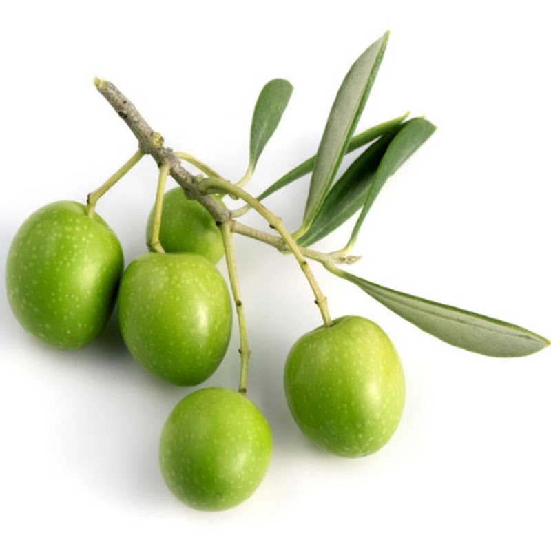 olivesvlog
