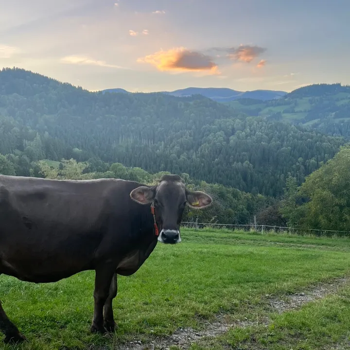 Kathi🐮