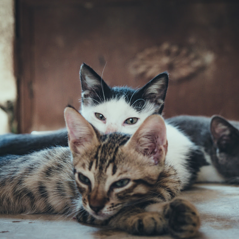 Purrfect Whiskers