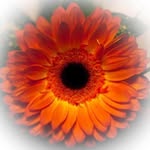 Flowers by Christina