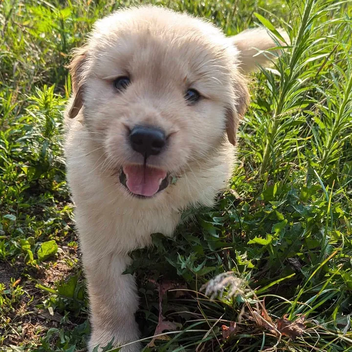 bali_thegoldpup