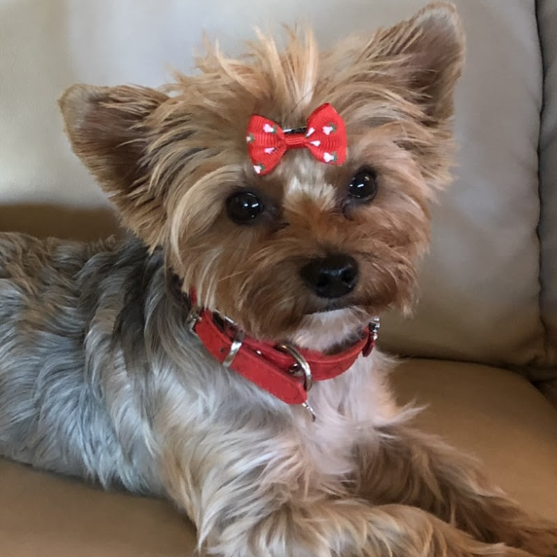 Yorkie Makai’s Life Journey