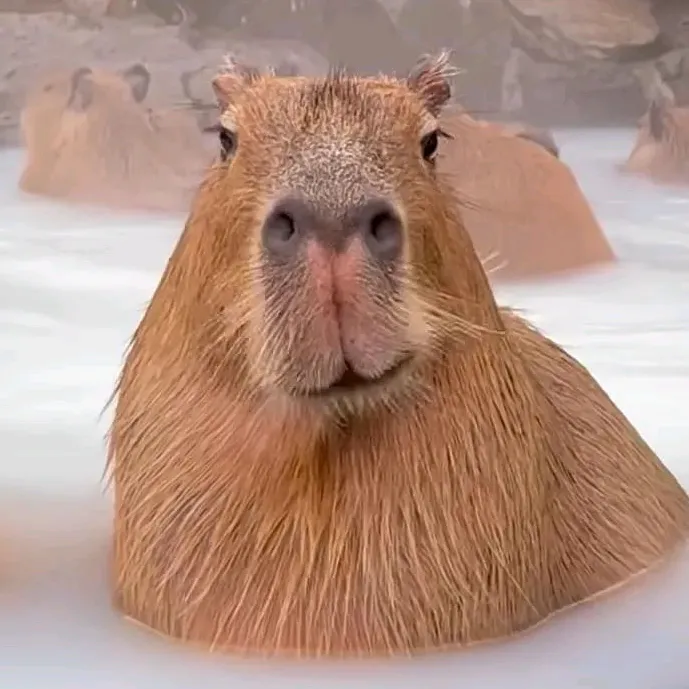 capy