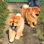 𝐇𝐨𝐮𝐬𝐞 𝐎𝐟 𝐂𝐡𝐨𝐰𝐂𝐡𝐨𝐰