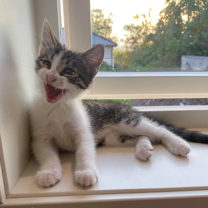 SelmaKitten