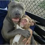 American Bully 🇪🇺🇺🇸