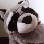 Rocket 🦝