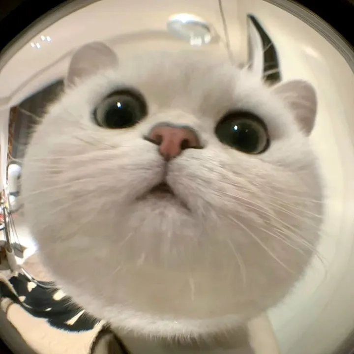 เชอรี่