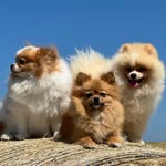 italian_pomeranians