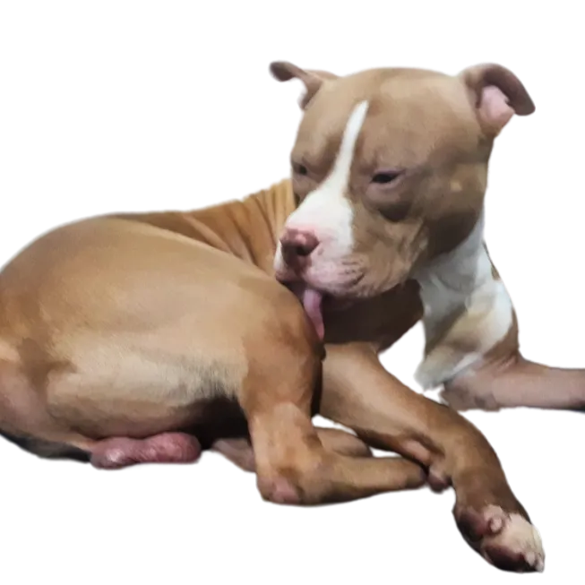 boykadogs