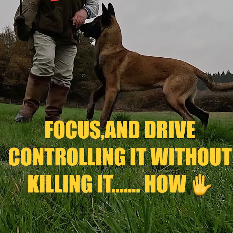 Bulled and Son Dog Training 