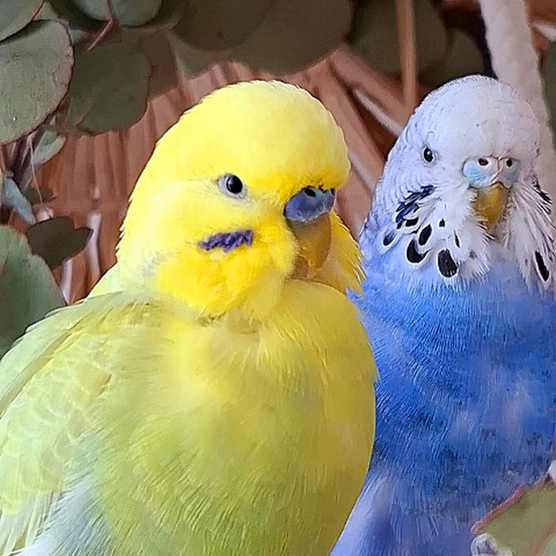 Lovey-Dovey🐦🐦